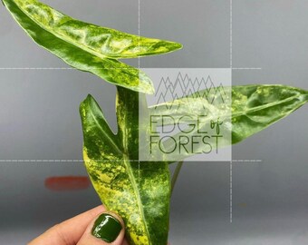 Alocasia Shattered Glass / Boyceana *corm* - Etsy