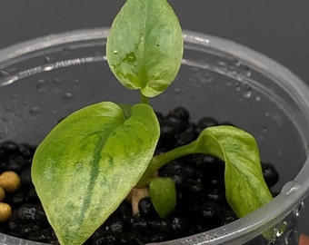 Mint Variegated “Philodendron Goeldii” Thaumatophyllum Spruceanum