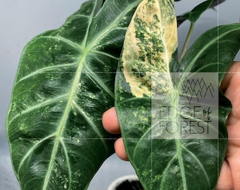 Alocasia Shattered Glass / Boyceana *corm* - Etsy