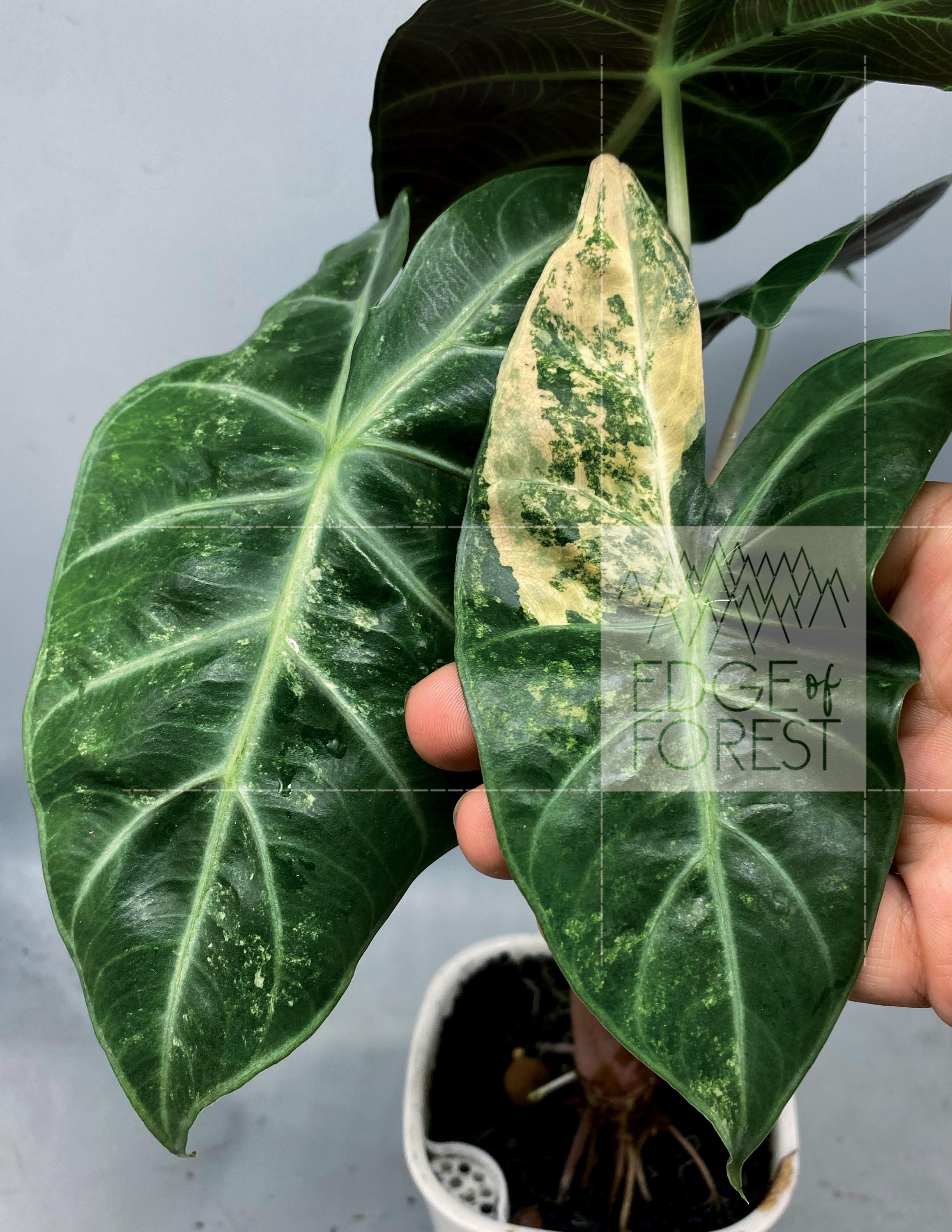 Alocasia Nobilis Pink Variegated - Etsy