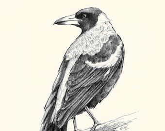 A3 Magpie Poster. Detailed sketch of popular Australian native bird, perfect size for framing.