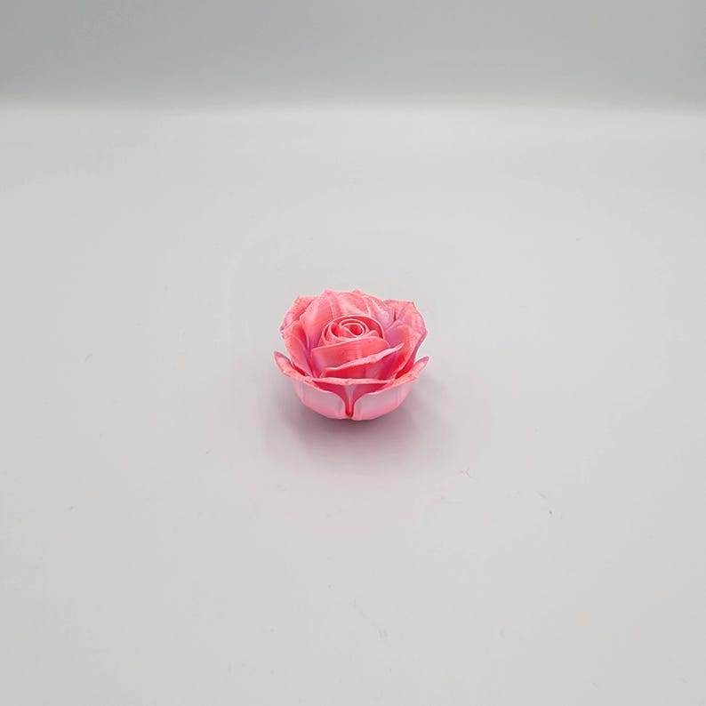 May include: A pink rose, with a gradient of colors from light to dark, is centered in the image. The rose has multiple petals and is in full bloom. The image is taken against a white background.