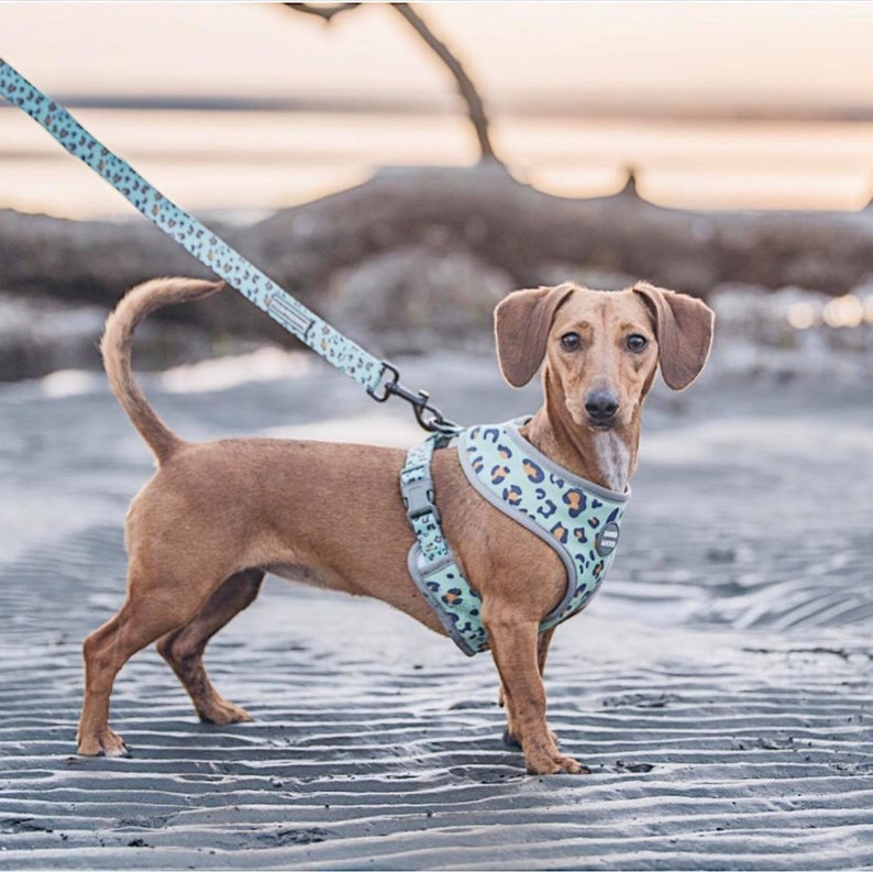 puppy lead dog lead walkwear fun dog leash Seafoam Leopard print Dog Leash