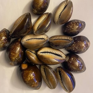 Peut inclure: Une collection de coquillages de cauris bruns avec des taches blanches. Les coquillages sont disposés en pile sur une surface blanche.