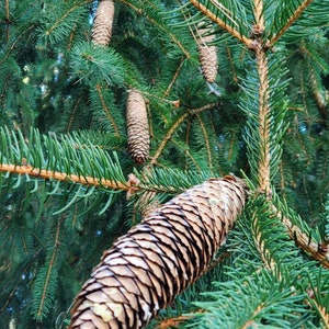 Pine Cones Dried Norway Spruce Pine Cones for Crafting, Decor, Weddings,  and More 