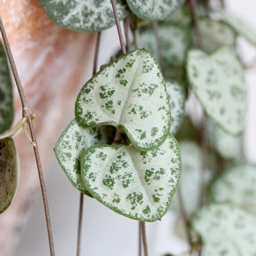 Ceropegia Woodii / String of Hearts / Sweetheart Vine / Rosary Etsy