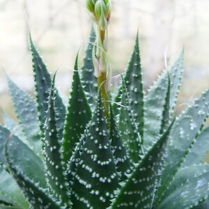 Aloe Aristata / Lace Aloe / Torch Plant / Bearded Aloe image 2