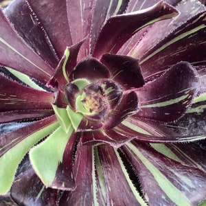 Aeonium Big Bang