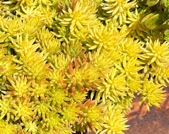 Sedum rupestre Lemon Ball / ground cover / container filler / fairy garden / miniature garden