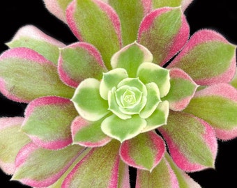 Aeonium Pink Dream