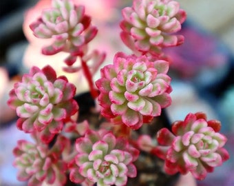 Sedum Joyce tulloch Variegated