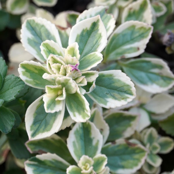 Variegated Plectranthus tomentosa / Vicks Plant