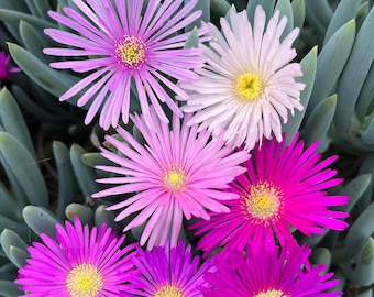 Assorted ice plants