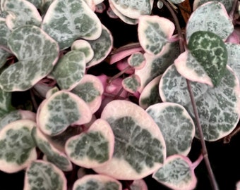 Variegated Ceropegia woodii / String Of Hearts / Sweetheart Vine / Rosary Vine
