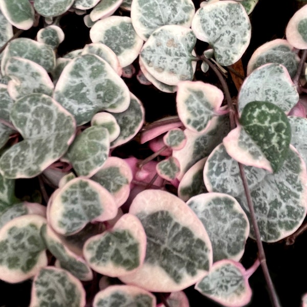 Variegated Ceropegia woodii / String Of Hearts / Sweetheart Vine / Rosary Vine