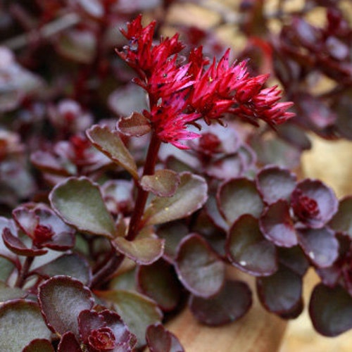 Dragon's Blood Stonecrop / Sedum Spurium - Etsy