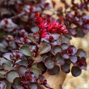 Dragon's Blood Stonecrop / Sedum spurium