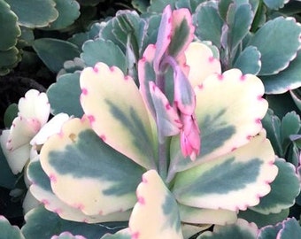 Kalanchoe Aurora Borealis