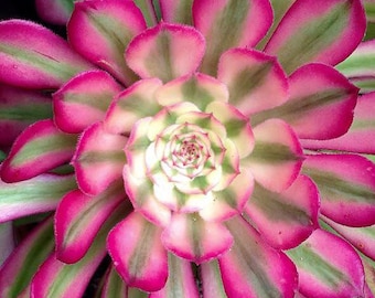 Aeonium Mardi Gras