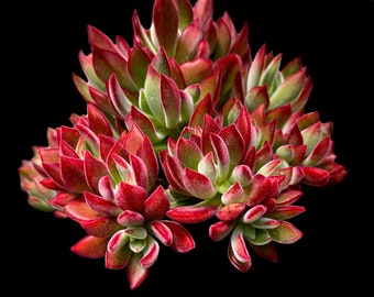 Echeveria Devotion