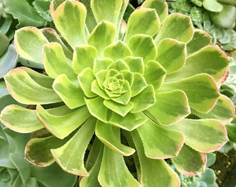 Aeonium Fiesta