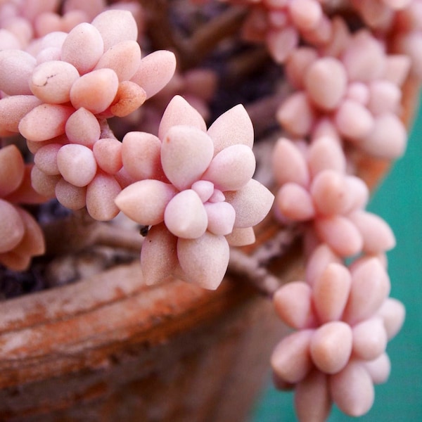 Graptopetalum mendozae