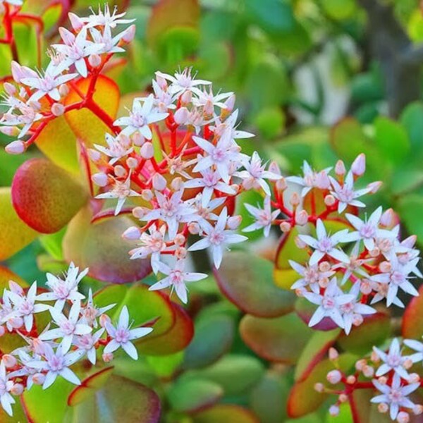 Crassula ovata Hummel's Sunset / Golden Jade