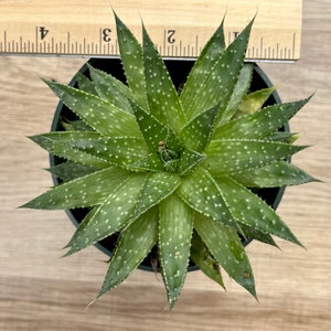 Aloe Aristata / Lace Aloe / Torch Plant / Bearded Aloe image 4