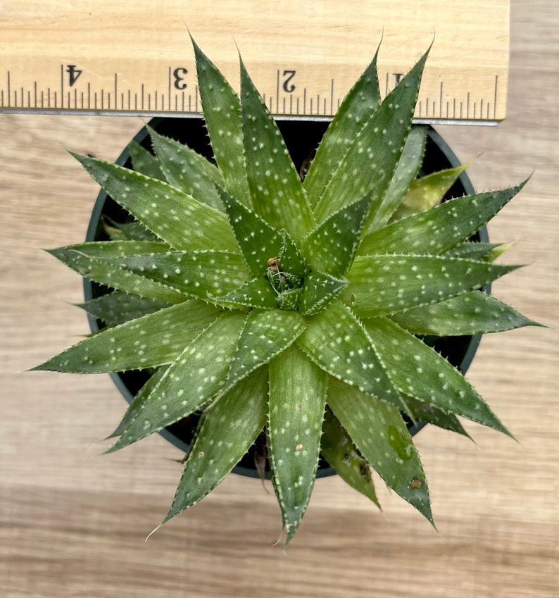 Aloe Aristata / Lace Aloe / Torch Plant / Bearded Aloe image 4