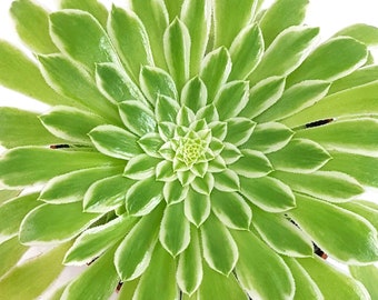 Aeonium Emerald Ice