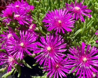 Purple Ice Plant / ground cover / Delosperma / container filler