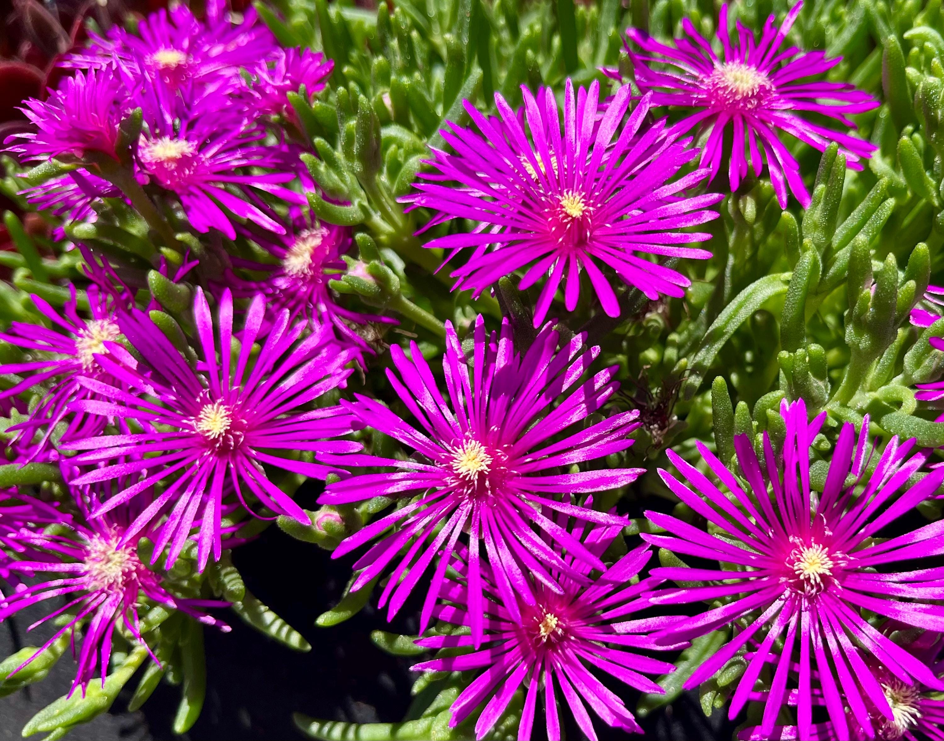 Purple Ice Plant / Ground Cover / Delosperma / Container Filler - Etsy