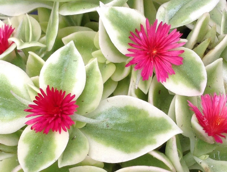 Aptenia Cordifolia Variegated Red Apple ice plant Etsy