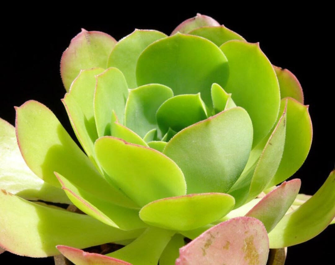 Aeonium Urbicum Salad Bowl Etsy