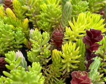 Hardy Sedum / ground cover / container filler / fairy garden / miniature garden