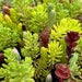 see more listings in the Hardy Succulents section