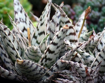 Aloe Blizzard