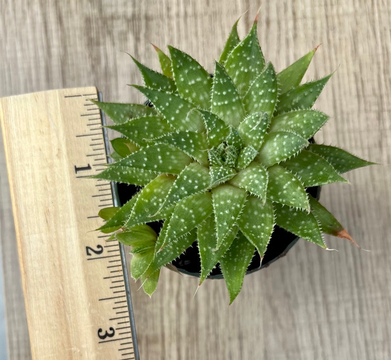 Aloe Aristata / Lace Aloe / Torch Plant / Bearded Aloe image 6