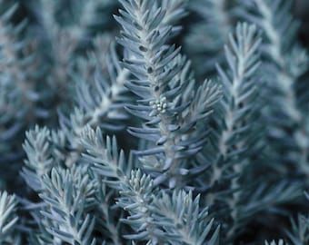 Sedum 'Blue Spruce' / stonecrop / ground cover / container filler / hardy / drought tolerant