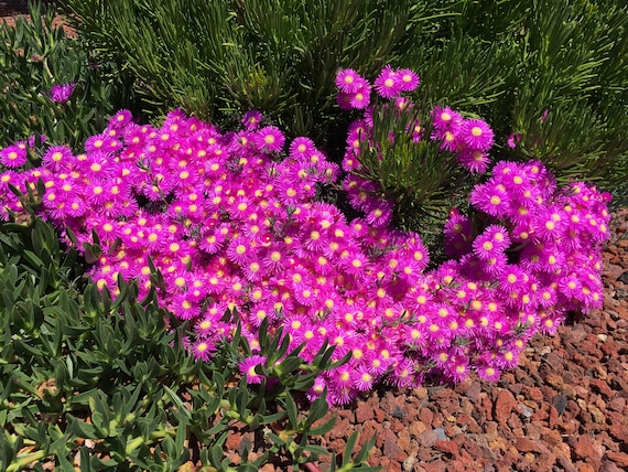 Pink / Purple / Lavender Ice Plant / Ground Cover / Container Filler - Etsy