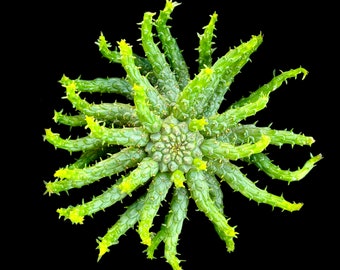 Euphorbia flanaganii / Medusa's Head