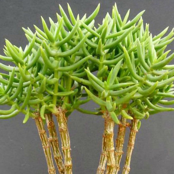 Crassula Tetragona (Miniature Pine Tree)