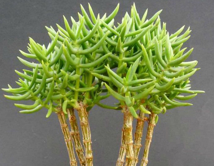 Crassula Tetragona Miniature Pine Trees