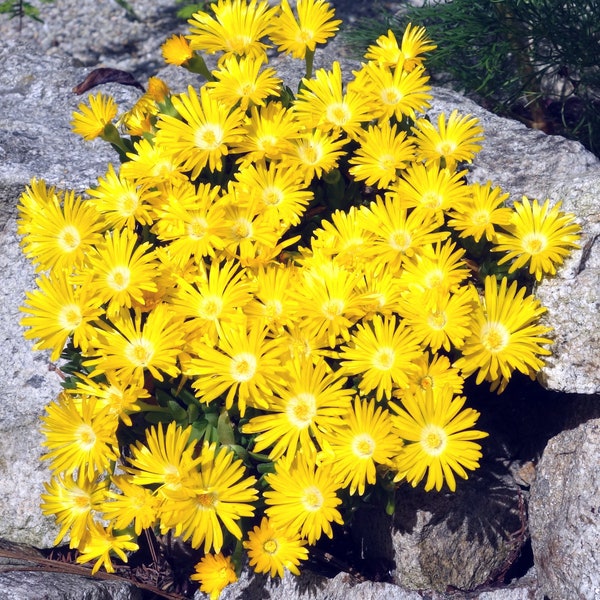 Gold Ice Plant / ground cover / Delosperma / container filler