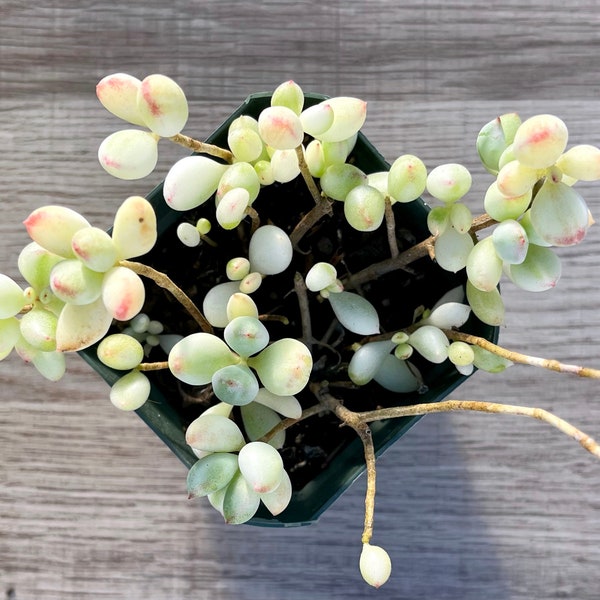 Variegated Cotyledon pendens / Cliff Cotyledon