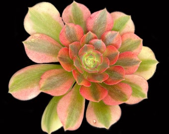 Aeonium Verna