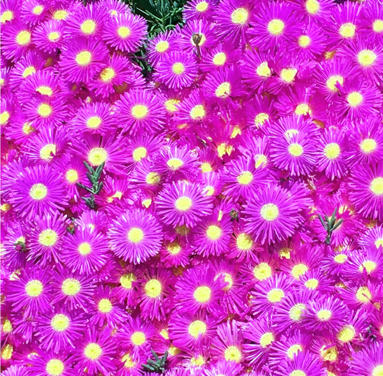 Pink / Purple / Lavender Ice Plant / Ground Cover / Container Etsy