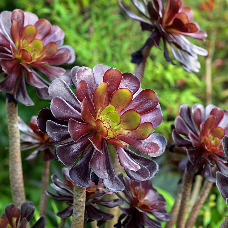 Aeonium arboreum var. atropurpureum Purple Rose image 2