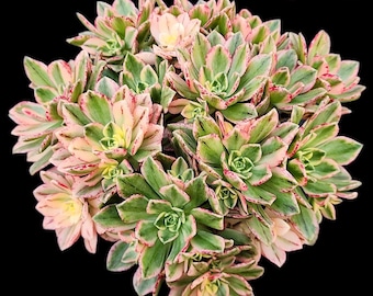 Aeonium Sweet Tea