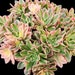 see more listings in the Aeoniums section